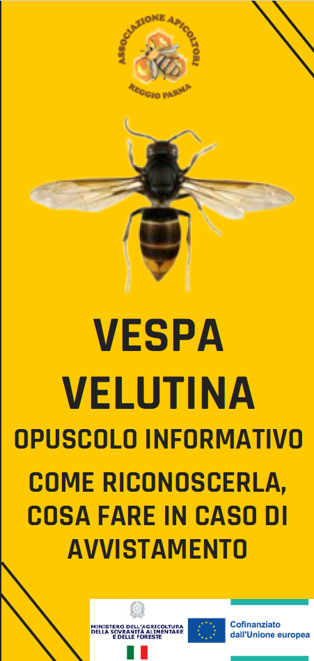 Ritrovamento esemplari di Vespa velutina