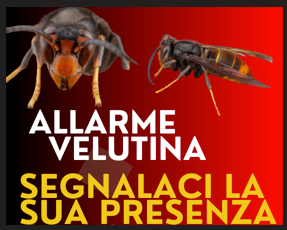 Ritrovamento esemplari di Vespa velutina